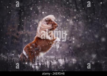 Jumping poney Shetland Banque D'Images