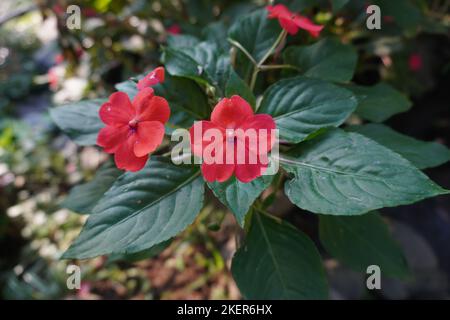 Red Impatiens fleurit dans le parc Banque D'Images