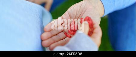 Vue en grand angle de la main avec les framboises récoltées. Banque D'Images
