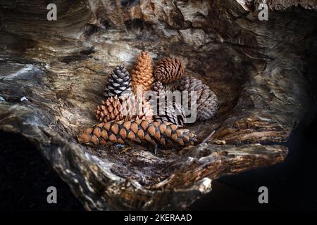 Cônes sur un vieux fond en bois. Arrière-plan sombre avec différents cônes Banque D'Images