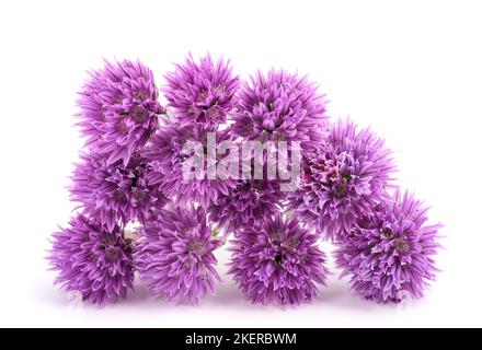 La ciboulette fleurs bouquet isolé sur fond blanc Banque D'Images