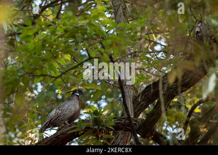 Koklass faisan ou Pucrasia macrolopha portrait oiseau de haute altitude sur fond vert naturel perché sur un arbre au pied de l'himalaya uttarakhand Banque D'Images