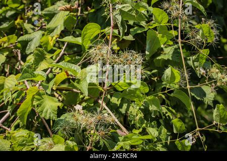 Les fruits immatures de la plante ont appelé la barbe de l'ancien homme (nom latin : Clematis vitalba) au Monténégro Banque D'Images