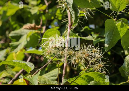 Les fruits immatures de la plante ont appelé la barbe de l'ancien homme (nom latin : Clematis vitalba) au Monténégro Banque D'Images