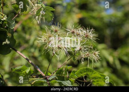 Les fruits immatures de la plante ont appelé la barbe de l'ancien homme (nom latin : Clematis vitalba) au Monténégro Banque D'Images