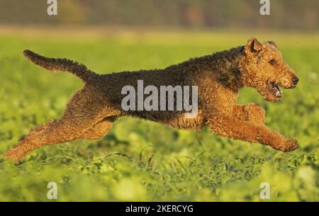 Airedale Terrier mâle Banque D'Images