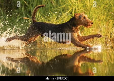 Airedale Terrier mâle Banque D'Images