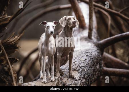 Whippet Banque D'Images