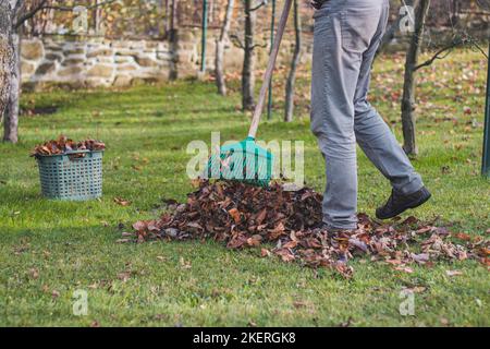 Travaux d'automne dans le jardin. Râteler les feuilles colorées des arbres fruitiers tombés sur l'herbe. Octobre, novembre travail. Nettoyage du jardin Banque D'Images