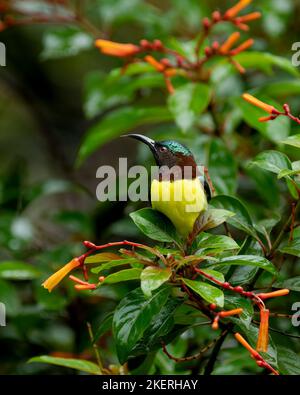 sunbird mâle à rumpe pourpre (Leptocoma zeylonica), perché sur un arbre avec des feuilles mouillées après une mousson dans le jardin. Banque D'Images