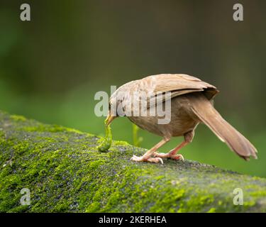 La brouille de la jungle (Turdoides striata) se nourrissant d'une chenille sur un mur couvert de mousse à Mangalore, en Inde. Banque D'Images