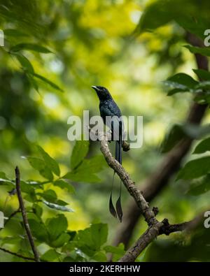 Drongo à queue de raquette plus grande (Dicrurus paradiseus), perché sur une branche d'arbres au sanctuaire de la faune de Bondla à Goa, en Inde. Banque D'Images