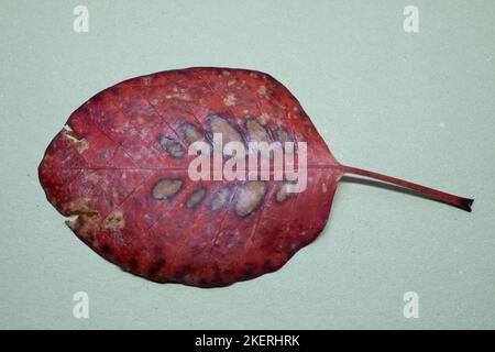 Feuille d'un arbre à feuilles caduques avec nervures sous un loupe Banque D'Images