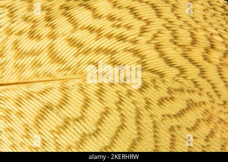 plume d'oie sous le microscope Banque D'Images