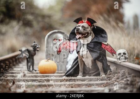 American Staffordshire Terrier Banque D'Images