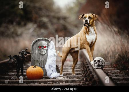 American-Staffordshire-Terrier-Mongrel Banque D'Images