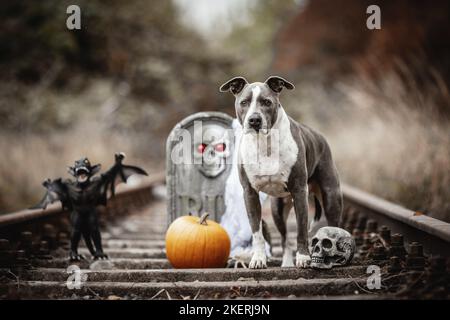 American-Staffordshire-Terrier-Mongrel Banque D'Images