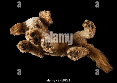 Goldendoodle en studio Banque D'Images