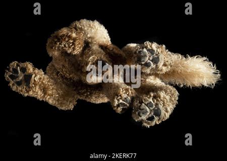 Royal Standard Poodle en studio Banque D'Images