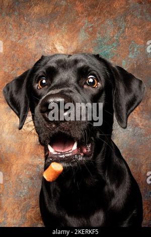 Labrador Retriever en studio Banque D'Images