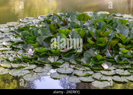 Des feuilles de Nymphée largement surcultivées et une fleur blanche ouverte dans un petit étang reflétant une journée d'été claire et ensoleillée Banque D'Images