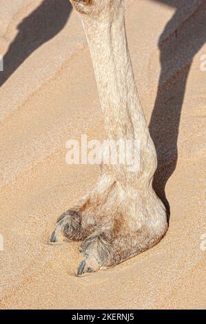 Gros plan du pied Camel, grand coussin en similicuir, dans le sable, morphologie animale Banque D'Images