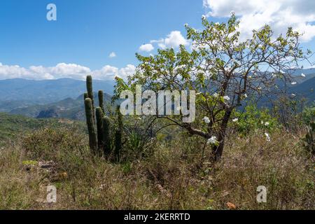 Cazahuate ou arbre Morning Glory, Ipomoea arborescens, dans les montagnes de la Sierra Mixe près de Hierve el Agua, Oaxaca, Mexique. Banque D'Images