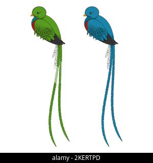 Illustration en couleur avec oiseau quetzal. Objets vectoriels isolés sur fond blanc. Illustration de Vecteur