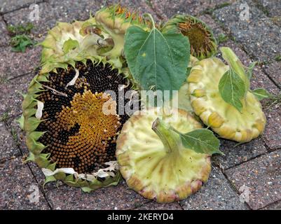 Têtes de tournesol avec séchage de graines, Royaume-Uni Banque D'Images