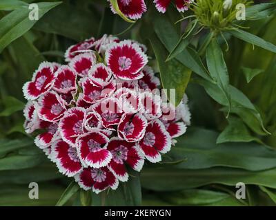 Dianthus Diabuna Rouge Picotee (Sweet William) Banque D'Images