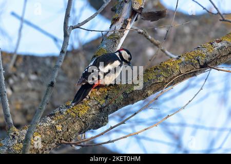 Pic syrien, Dendrocopos syriacus, sur la branche de l'arbre en automne Banque D'Images