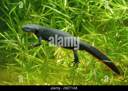 Gros plan sur un adulte aquatique femelle chinoise, Cynops orientalis , sous l'eau Banque D'Images