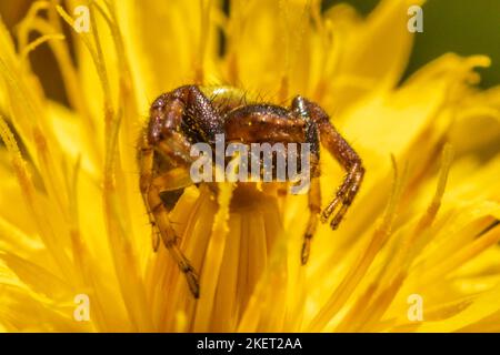 Synema globosum, araignée de crabe Napoléon Banque D'Images