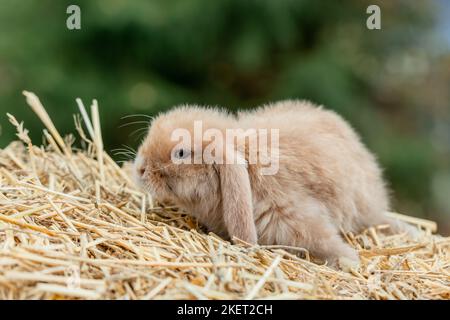 Un joli lapin de renard repose sur du foin doré Banque D'Images