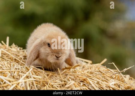 Un joli lapin de renard repose sur du foin doré Banque D'Images