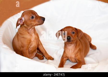 Deux chiots de zwergpinscher amusants et gaies. Les chiots sont de couleur marron. Banque D'Images