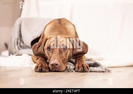 Magyar Vizsla dans la maison Banque D'Images