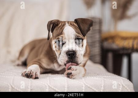 Olde English Bulldog Puppy Banque D'Images