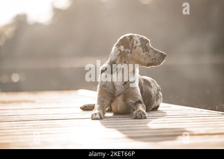 Homme Aussiedor Banque D'Images