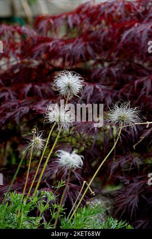 Têtes de graines en plumage de fleurs de pasque sur fond brun rouge foncé Banque D'Images