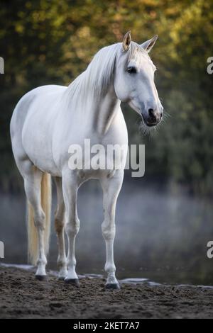Lusitano Banque D'Images