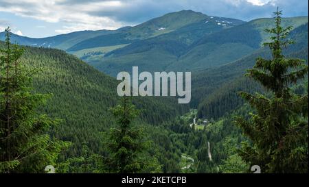 La zone rurale des Carpates. Panorama forêt de pins à Maramures Roumanie. Banque D'Images