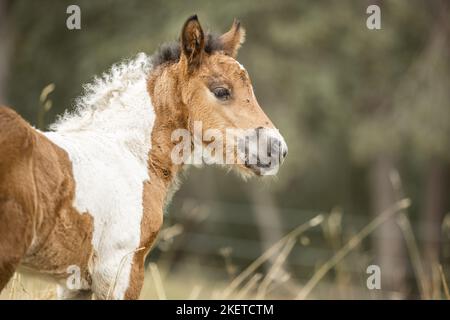 Icelandic Horse foal Banque D'Images