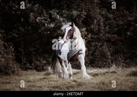 Étalon American Drum Horse Banque D'Images