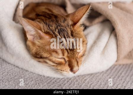 Un joli chat Bengale peut dormir dans une chambre confortable. Banque D'Images