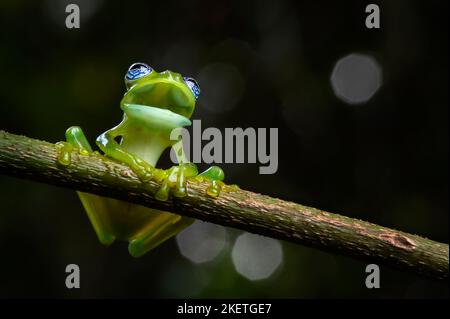 Grenouille en verre fantôme (Centrolenella ilex), assise sur branche dans la forêt tropicale rétroéclairé, Costa Rica. Banque D'Images