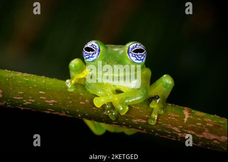 Portrait de grenouille en verre fantôme (Centrolenella ilex), assis sur une branche dans la forêt tropicale, en regardant l'appareil photo, Costa Rica. Banque D'Images