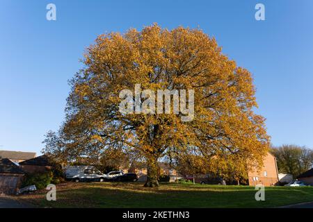 Un magnifique chêne anglais (chêne commun, ou Pedunculate - Quercus robur) avec des feuilles jaunes d'or en automne / automne dans la banlieue de Worcestershire, Angleterre Banque D'Images