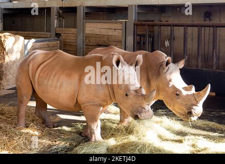 Erfurt, Allemagne. 14th novembre 2022. Les rhinocéros blancs Stella (r) et Lottie se présentent au public pour la première fois au zoo d'Erfurt. Bientôt, la zone extérieure rénovée de la maison de rhinocéros sera rouverte aux visiteurs. Credit: Michael Reichel/dpa/Alay Live News Banque D'Images