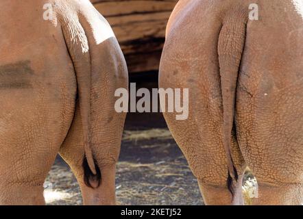 Erfurt, Allemagne. 14th novembre 2022. Les rhinocéros blancs Stella et Lottie se présentent au public pour la première fois au zoo d'Erfurt. Bientôt, la zone extérieure rénovée de la maison de rhinocéros sera rouverte aux visiteurs. Credit: Michael Reichel/dpa/Alay Live News Banque D'Images